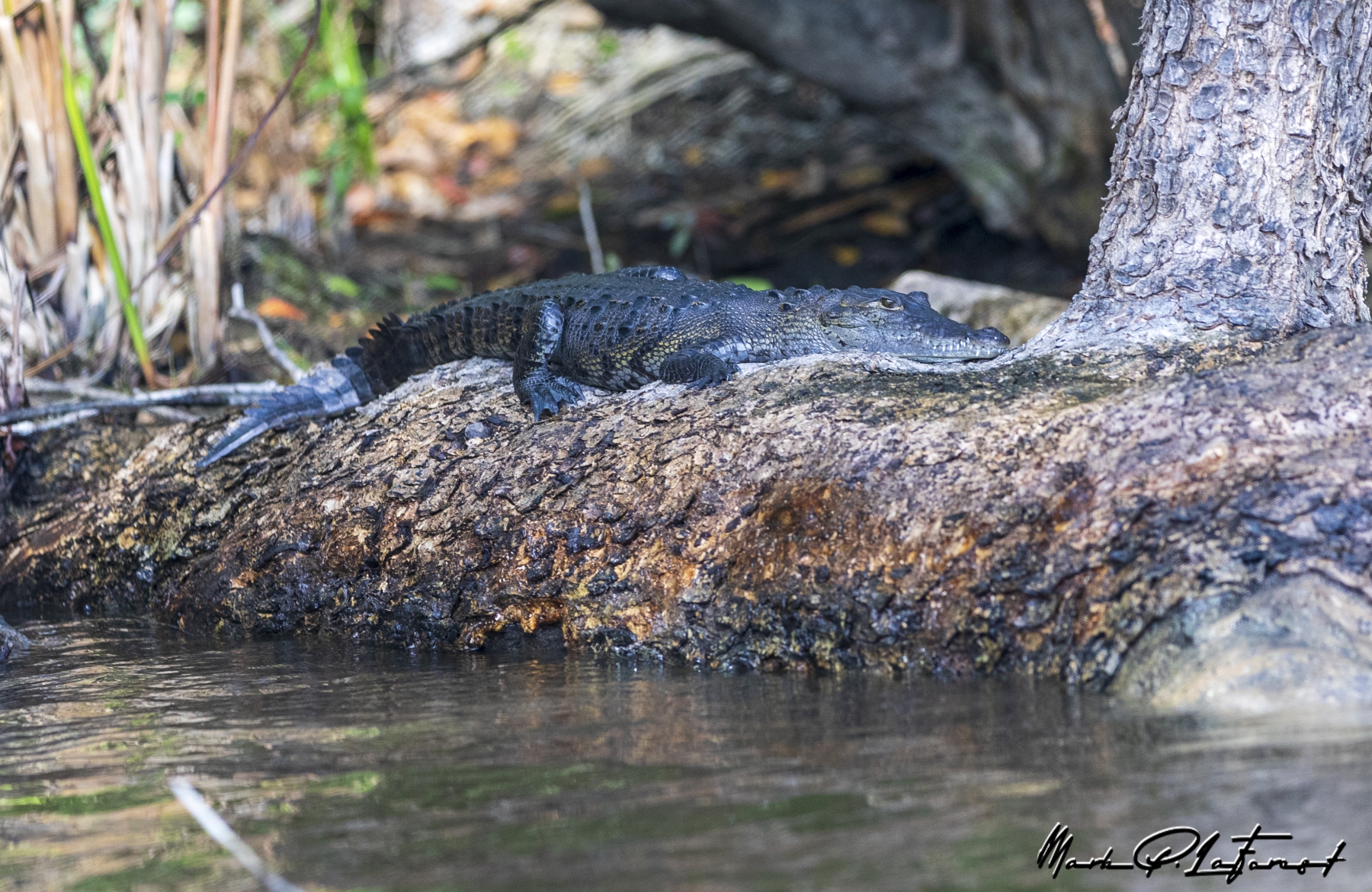 Morelet`s Crocodile, New River, Belize